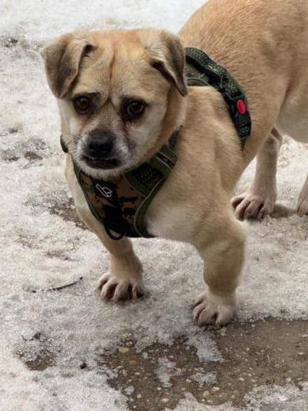 Ich heiße Balu ....