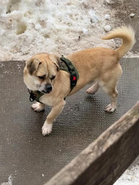 Ich heiße Balu ....