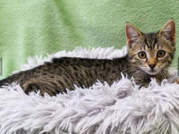 Pindurka, verschmustes Katzenkind