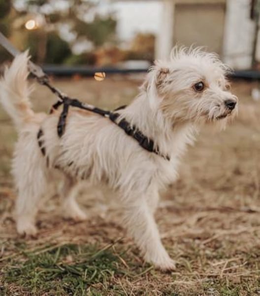 Zaubermaus Tilli sucht ihre Familie
