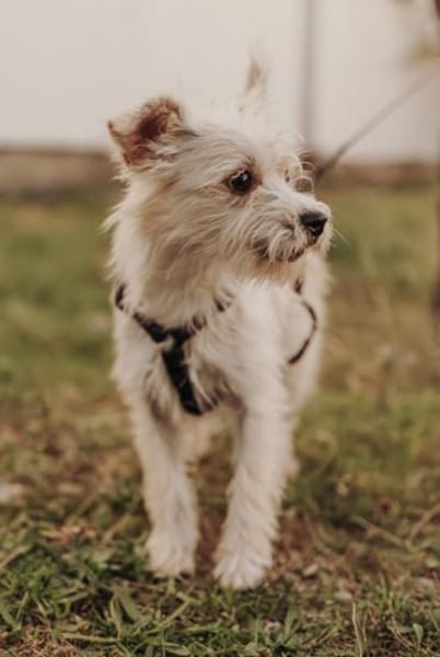 Zaubermaus Tilli sucht ihre Familie