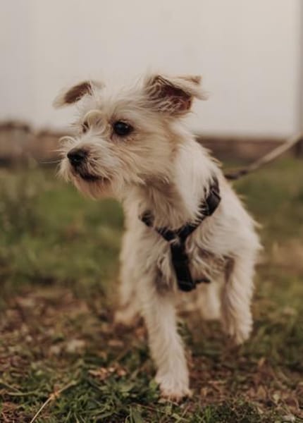 Zaubermaus Tilli sucht ihre Familie