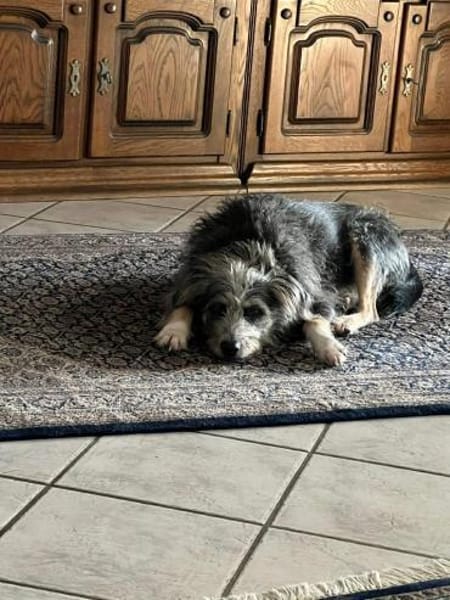 Murphy - Neugieriger Entdecker 🐾