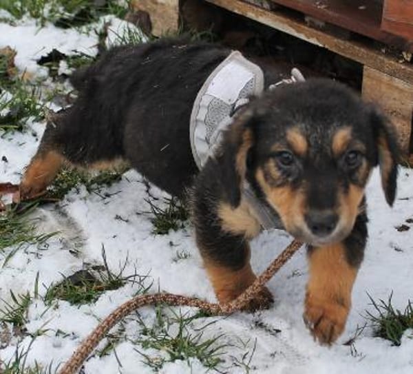 Felina - Kleine Entdeckerin auf der Such