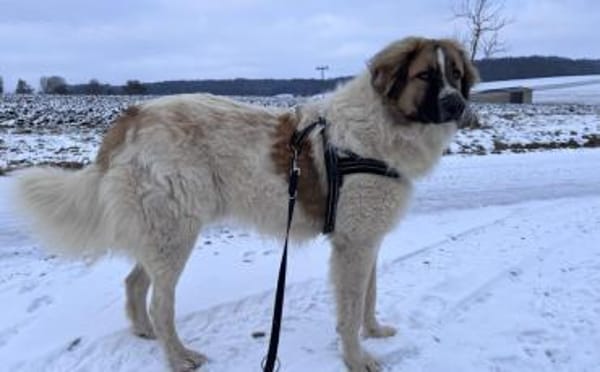 Monty sucht seine Für-Immer-Familie