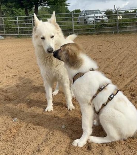Monty sucht seine Für-Immer-Familie