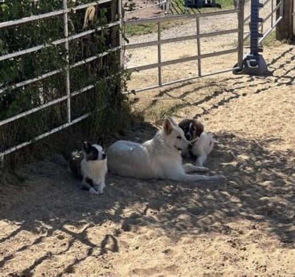 Monty sucht seine Für-Immer-Familie