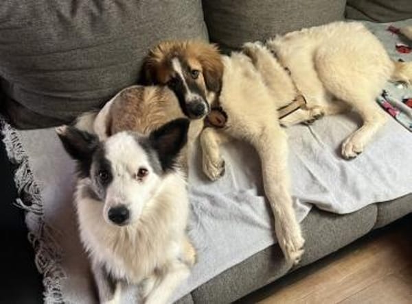 Monty sucht seine Für-Immer-Familie