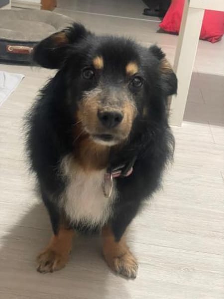 PAW liebenswerter kleiner Seniorrüde