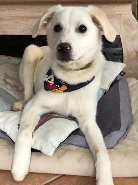 Remus toller agiler Junghund