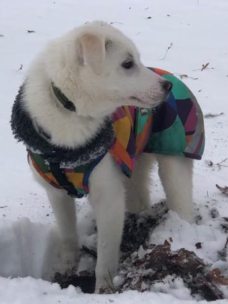 Remus toller agiler Junghund