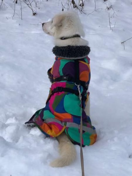 Remus toller agiler Junghund