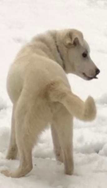 Remus toller agiler Junghund