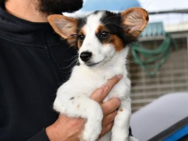 Luigi wünscht sich eigenes Zuhause