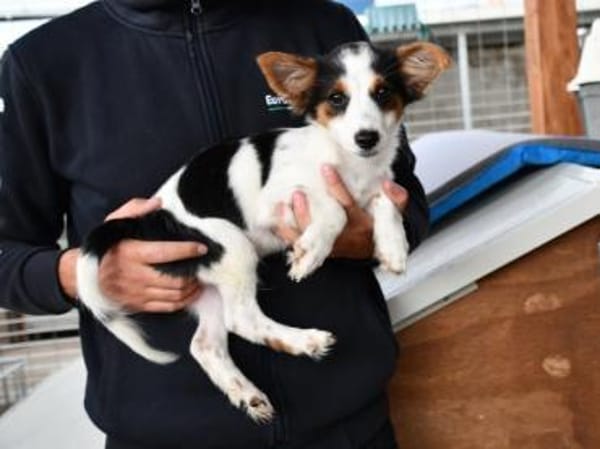 Luigi wünscht sich eigenes Zuhause