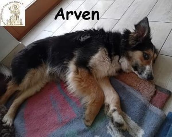 Arven  Rohdiamant sucht liebevolles ...