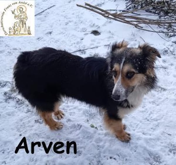 Arven  Rohdiamant sucht liebevolles ...