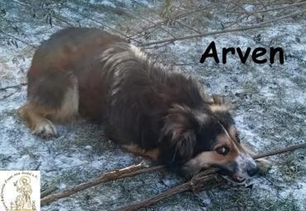 Arven  Rohdiamant sucht liebevolles ...