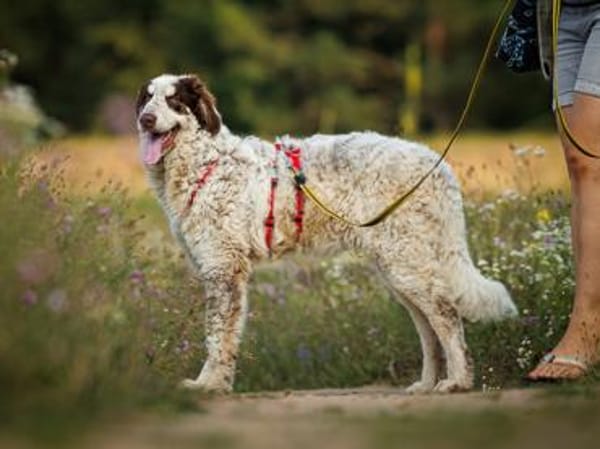 Dingo wünscht sich neues Zuhause