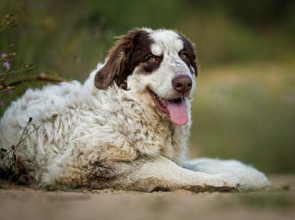 Dingo wünscht sich neues Zuhause