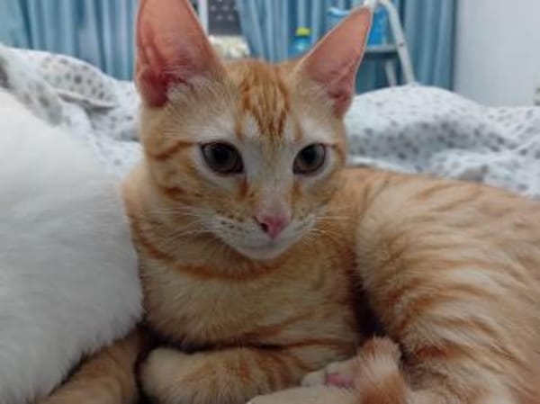 Nathan und Leopold (ALO) in Flörsheim