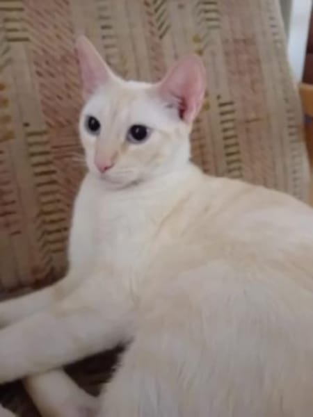 Nathan und Leopold (ALO) in Flörsheim