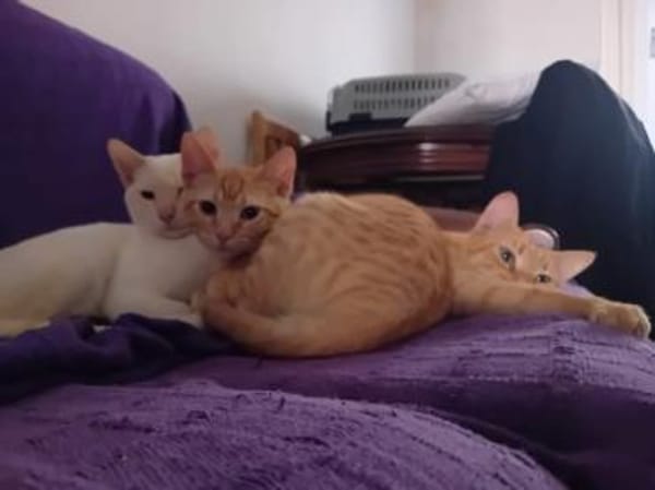 Nathan und Leopold (ALO) in Flörsheim