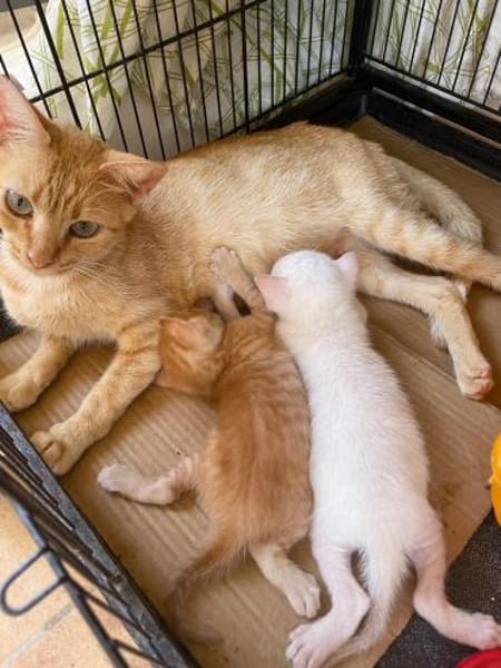 Nathan und Leopold (ALO) in Flörsheim