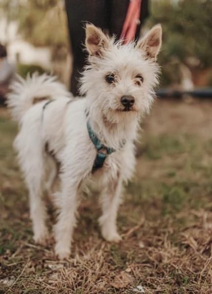 Zuckersüße Duna sucht ihre Menschen!