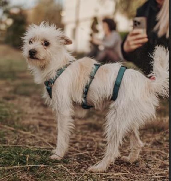 Zuckersüße Duna sucht ihre Menschen!