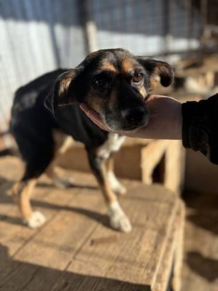 Hundeomi Lie sucht warmes Zuhause