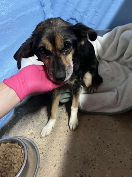 Hundeomi Lie sucht warmes Zuhause