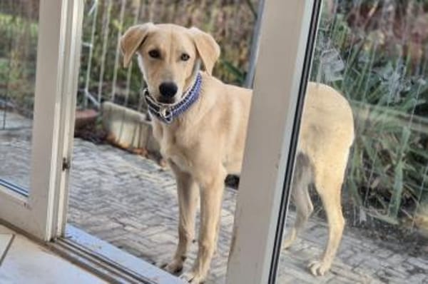 Lino - bald in 33154 Salzkotten