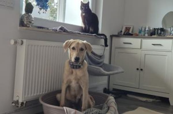 Lino - bald in 33154 Salzkotten