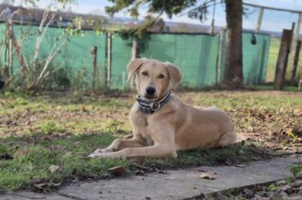 Lino - bald in 33154 Salzkotten