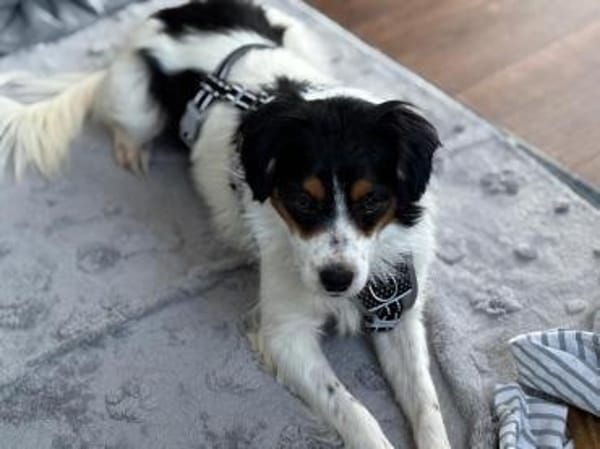 Brioche - Traumhund sucht Zuhause