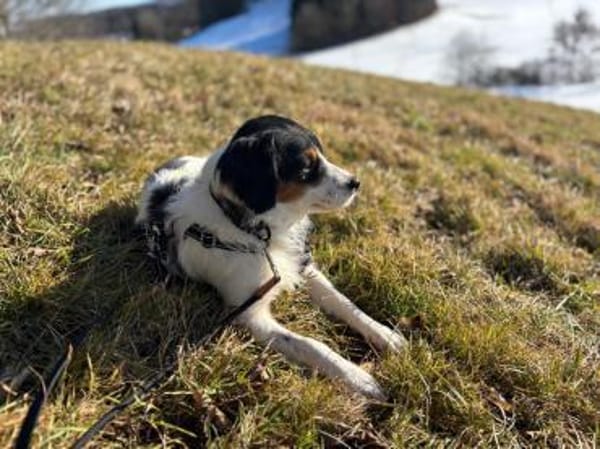 Brioche - Traumhund sucht Zuhause