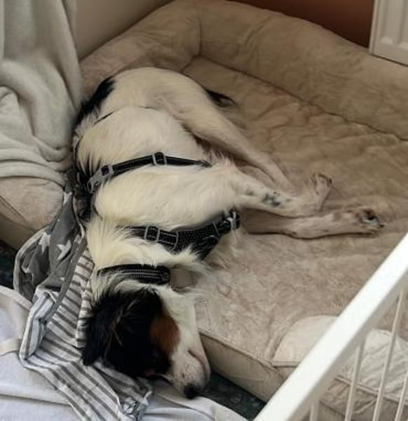 Brioche - Traumhund sucht Zuhause