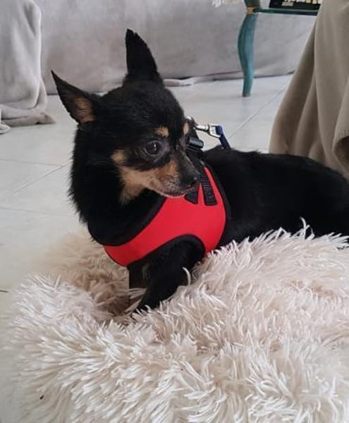 Freundlicher  Jack      Gnadenadoption!