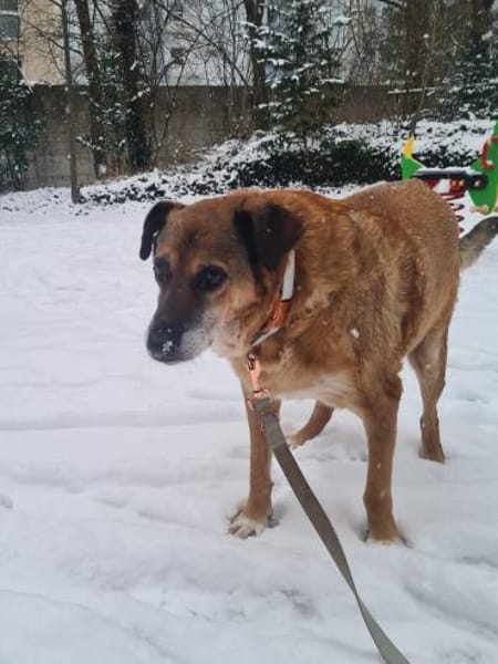 💙Ferris💙 sucht ein schönes Zuhause💙🐾