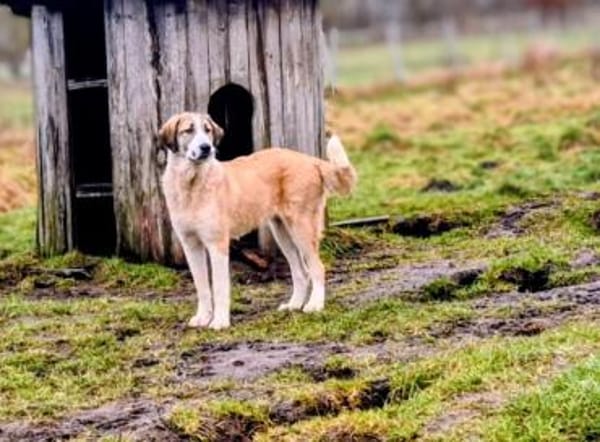 Hana sucht ihre Menschen 🐾