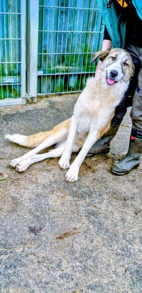 Hana sucht ihre Menschen 🐾