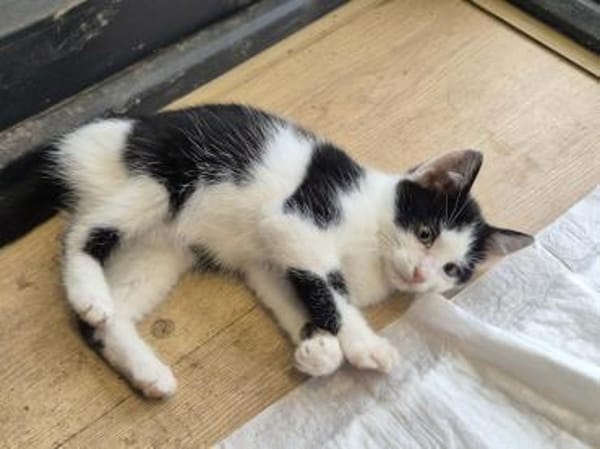 Süsser kleiner Kater sucht Zuhause