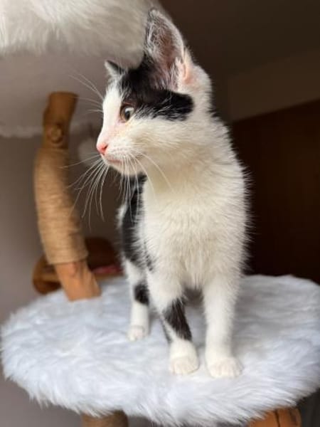 Süsser kleiner Kater sucht Zuhause