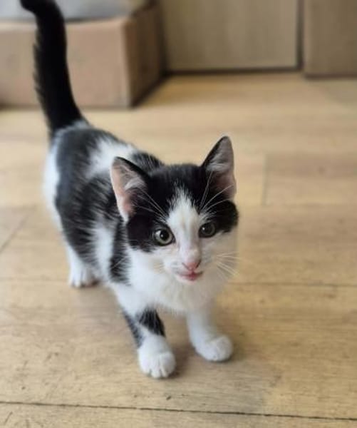 Süsser kleiner Kater sucht Zuhause