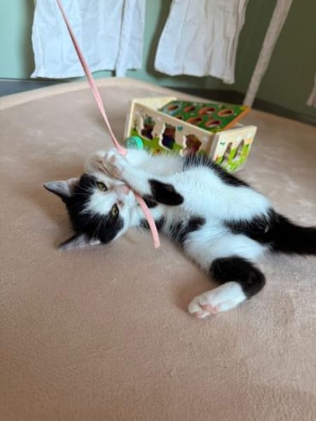 Süsser kleiner Kater sucht Zuhause