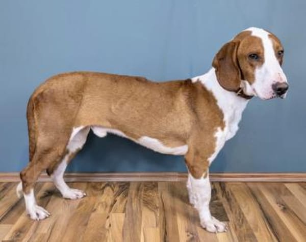 Toller Brackenrüde sucht ein Zuhause