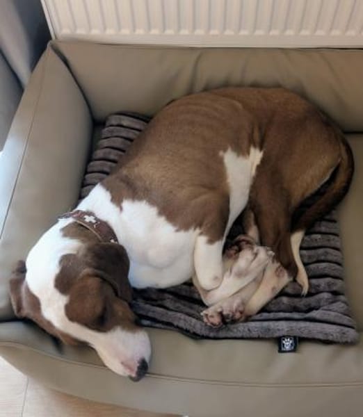 Toller Brackenrüde sucht ein Zuhause