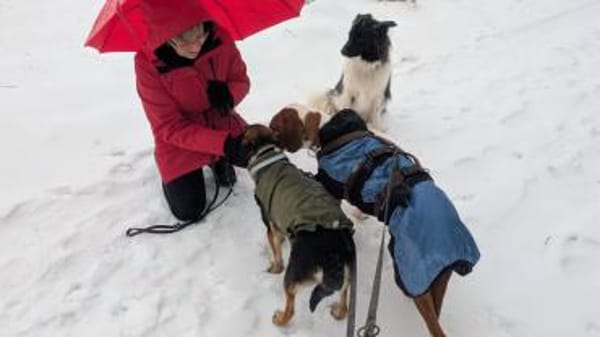 Toller Brackenrüde sucht ein Zuhause