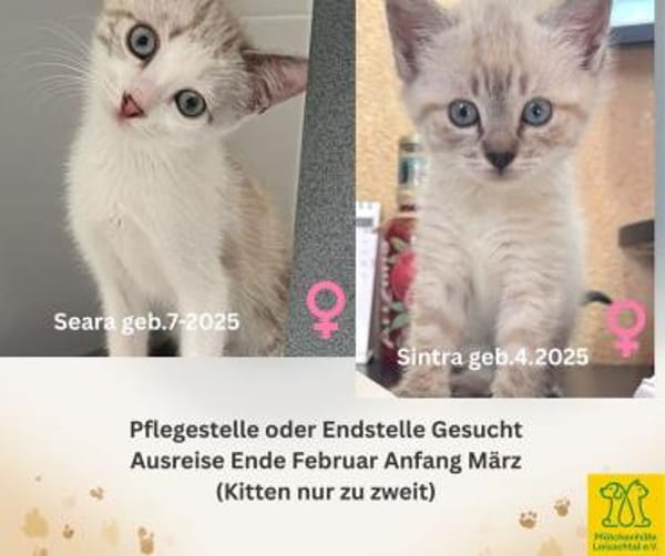 Werde Pflegestelle für Katzen in NOT